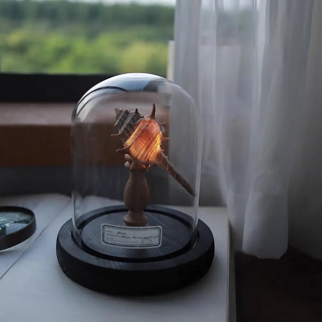 Veilleuse Marina avec coquillage conque ambré sous cloche en verre sur socle en bois foncé